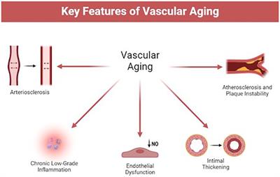Vascular aging and cardiovascular disease: pathophysiology and measurement in the coronary arteries